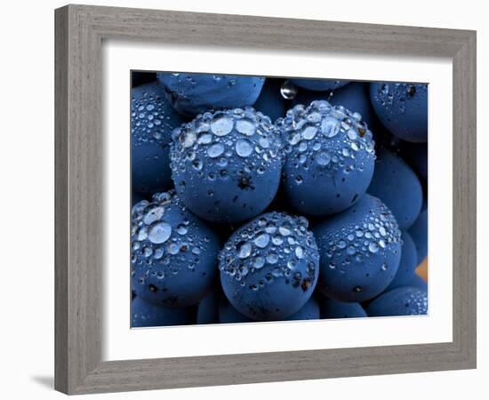 Healdsberg, Sonoma County, California: Detail of Grapes.-Ian Shive-Framed Photographic Print