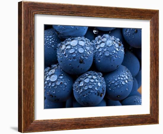 Healdsberg, Sonoma County, California: Detail of Grapes.-Ian Shive-Framed Photographic Print