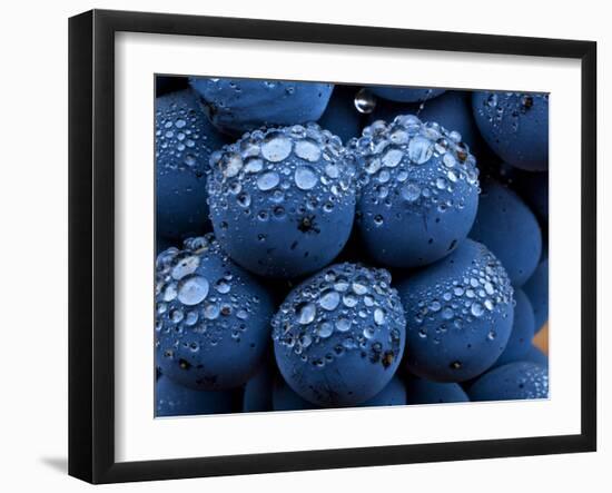 Healdsberg, Sonoma County, California: Detail of Grapes.-Ian Shive-Framed Photographic Print