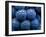 Healdsberg, Sonoma County, California: Detail of Grapes.-Ian Shive-Framed Photographic Print