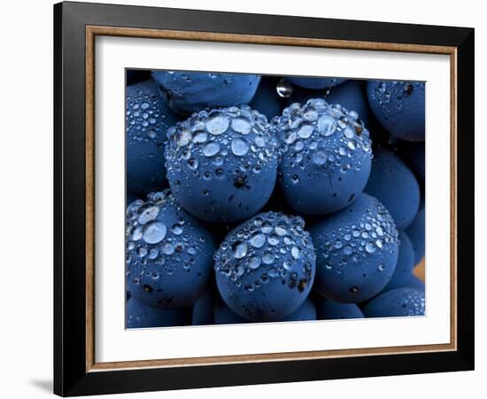 Healdsberg, Sonoma County, California: Detail of Grapes.-Ian Shive-Framed Photographic Print