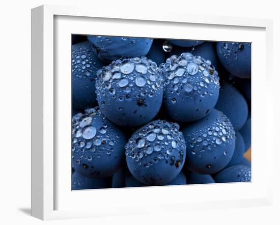 Healdsberg, Sonoma County, California: Detail of Grapes.-Ian Shive-Framed Photographic Print