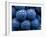 Healdsberg, Sonoma County, California: Detail of Grapes.-Ian Shive-Framed Photographic Print