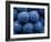 Healdsberg, Sonoma County, California: Detail of Grapes.-Ian Shive-Framed Photographic Print