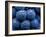 Healdsberg, Sonoma County, California: Detail of Grapes.-Ian Shive-Framed Photographic Print