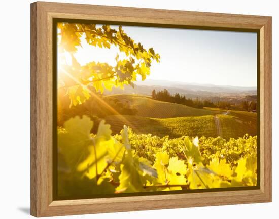 Healdsberg, Sonoma County, California: Sunset on Northern California Vineyards.-Ian Shive-Framed Premier Image Canvas