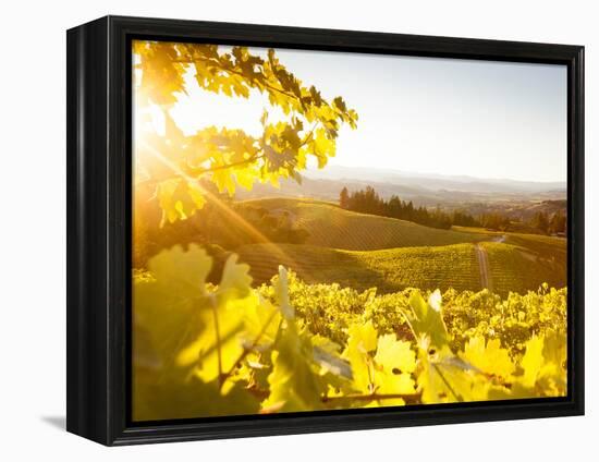 Healdsberg, Sonoma County, California: Sunset on Northern California Vineyards.-Ian Shive-Framed Premier Image Canvas