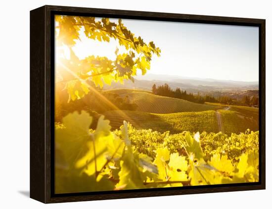 Healdsberg, Sonoma County, California: Sunset on Northern California Vineyards.-Ian Shive-Framed Premier Image Canvas