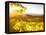 Healdsberg, Sonoma County, California: Sunset on Northern California Vineyards.-Ian Shive-Framed Premier Image Canvas