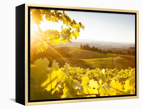 Healdsberg, Sonoma County, California: Sunset on Northern California Vineyards.-Ian Shive-Framed Premier Image Canvas