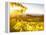 Healdsberg, Sonoma County, California: Sunset on Northern California Vineyards.-Ian Shive-Framed Premier Image Canvas