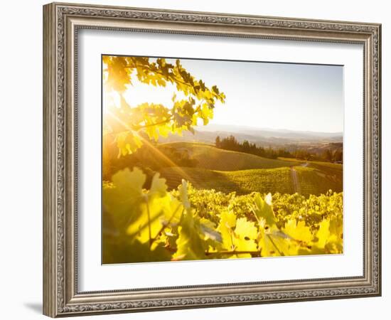 Healdsberg, Sonoma County, California: Sunset on Northern California Vineyards.-Ian Shive-Framed Photographic Print