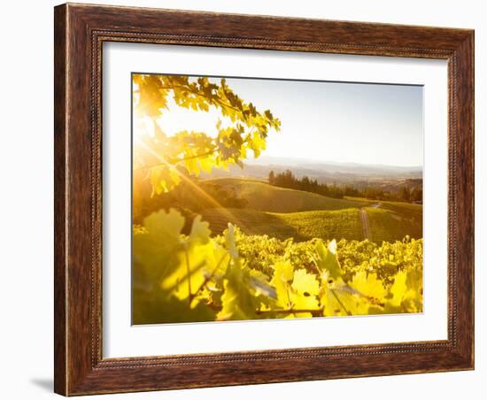 Healdsberg, Sonoma County, California: Sunset on Northern California Vineyards.-Ian Shive-Framed Photographic Print