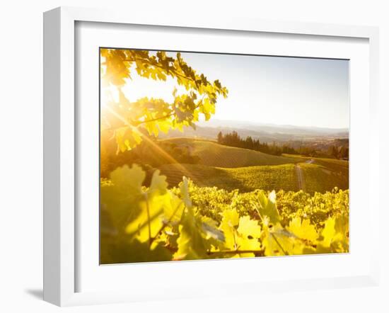 Healdsberg, Sonoma County, California: Sunset on Northern California Vineyards.-Ian Shive-Framed Photographic Print