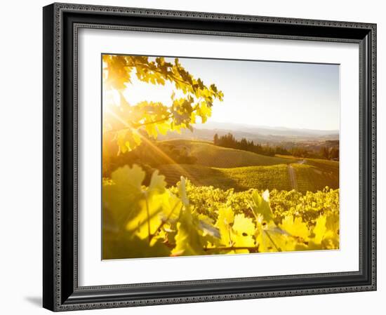 Healdsberg, Sonoma County, California: Sunset on Northern California Vineyards.-Ian Shive-Framed Photographic Print