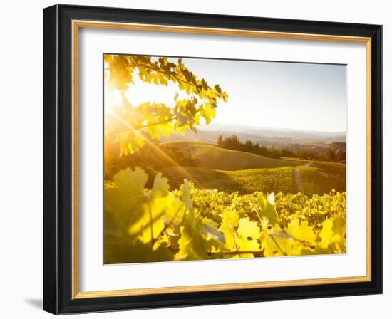 Healdsberg, Sonoma County, California: Sunset on Northern California Vineyards.-Ian Shive-Framed Photographic Print