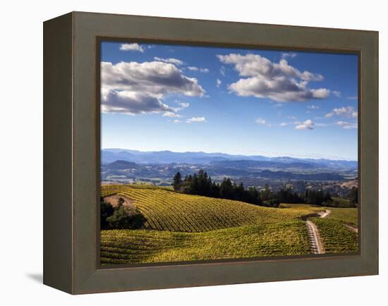 Healdsberg, Sonoma County, California: Vineyard at Sunset.-Ian Shive-Framed Premier Image Canvas