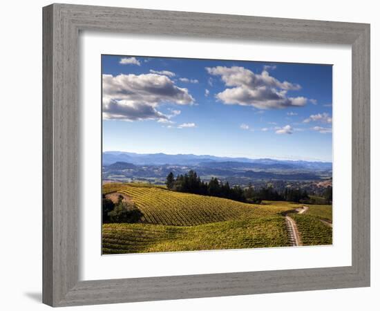 Healdsberg, Sonoma County, California: Vineyard at Sunset.-Ian Shive-Framed Photographic Print