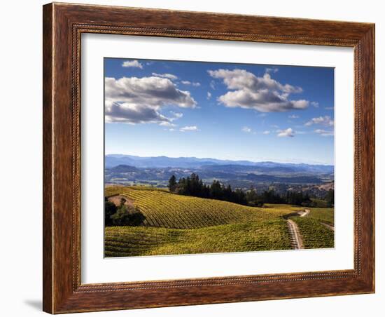 Healdsberg, Sonoma County, California: Vineyard at Sunset.-Ian Shive-Framed Photographic Print