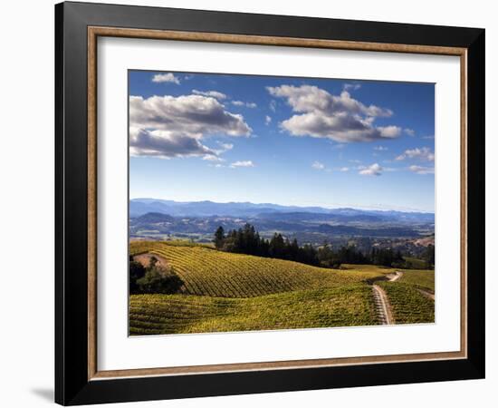 Healdsberg, Sonoma County, California: Vineyard at Sunset.-Ian Shive-Framed Photographic Print