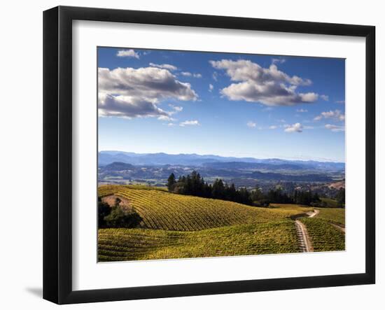 Healdsberg, Sonoma County, California: Vineyard at Sunset.-Ian Shive-Framed Photographic Print