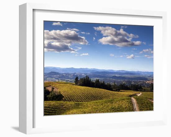 Healdsberg, Sonoma County, California: Vineyard at Sunset.-Ian Shive-Framed Photographic Print