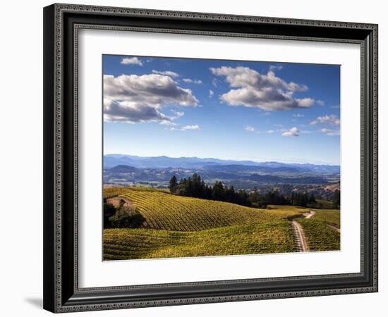 Healdsberg, Sonoma County, California: Vineyard at Sunset.-Ian Shive-Framed Photographic Print