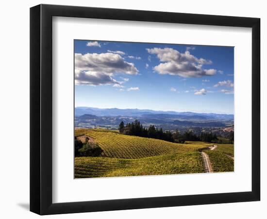 Healdsberg, Sonoma County, California: Vineyard at Sunset.-Ian Shive-Framed Photographic Print