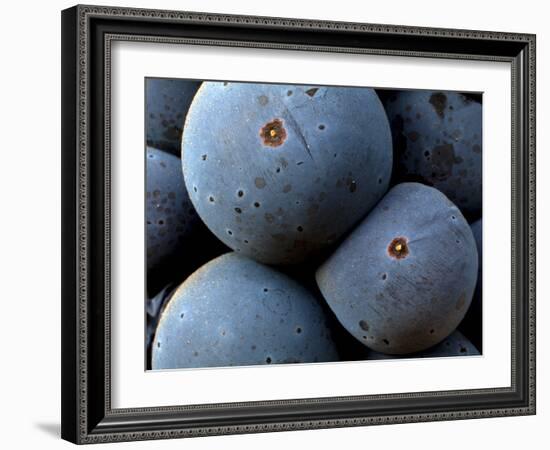 Healdsberg, Sonoma County, California, Vineyards-Ian Shive-Framed Photographic Print