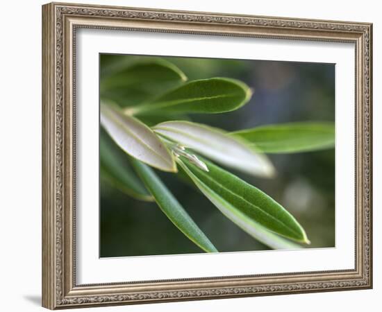 Healdsburg, California:-Ian Shive-Framed Photographic Print