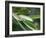 Healdsburg, California:-Ian Shive-Framed Photographic Print