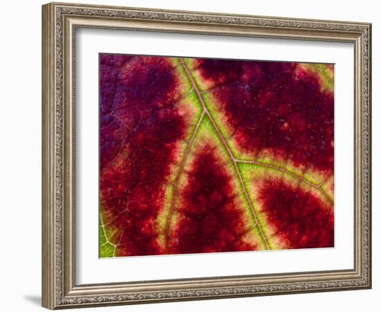 Healdsburg, California:-Ian Shive-Framed Photographic Print