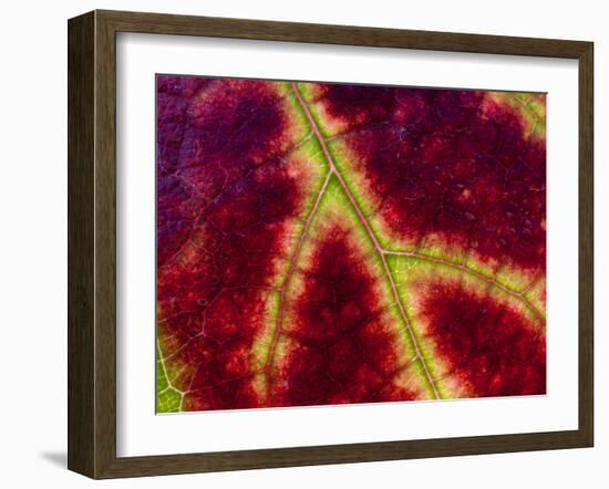 Healdsburg, California:-Ian Shive-Framed Photographic Print