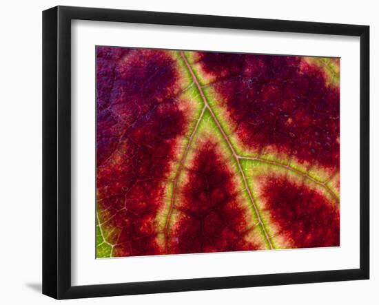 Healdsburg, California:-Ian Shive-Framed Photographic Print