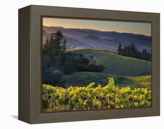 Healdsburg, Sonoma County, California: Vineyard and Winery at Sunset-Ian Shive-Framed Premier Image Canvas