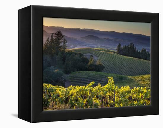 Healdsburg, Sonoma County, California: Vineyard and Winery at Sunset-Ian Shive-Framed Premier Image Canvas