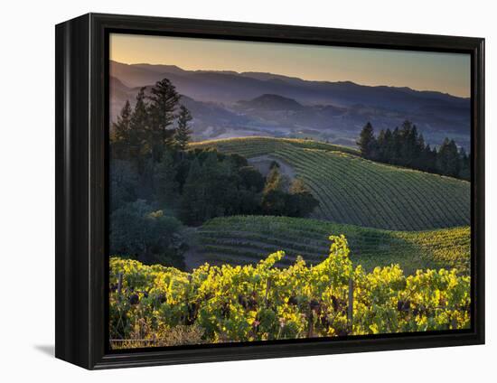 Healdsburg, Sonoma County, California: Vineyard and Winery at Sunset-Ian Shive-Framed Premier Image Canvas