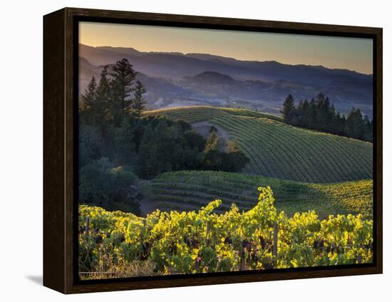 Healdsburg, Sonoma County, California: Vineyard and Winery at Sunset-Ian Shive-Framed Premier Image Canvas