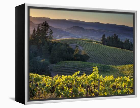 Healdsburg, Sonoma County, California: Vineyard and Winery at Sunset-Ian Shive-Framed Premier Image Canvas