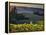 Healdsburg, Sonoma County, California: Vineyard and Winery at Sunset-Ian Shive-Framed Premier Image Canvas