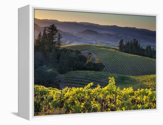 Healdsburg, Sonoma County, California: Vineyard and Winery at Sunset-Ian Shive-Framed Premier Image Canvas