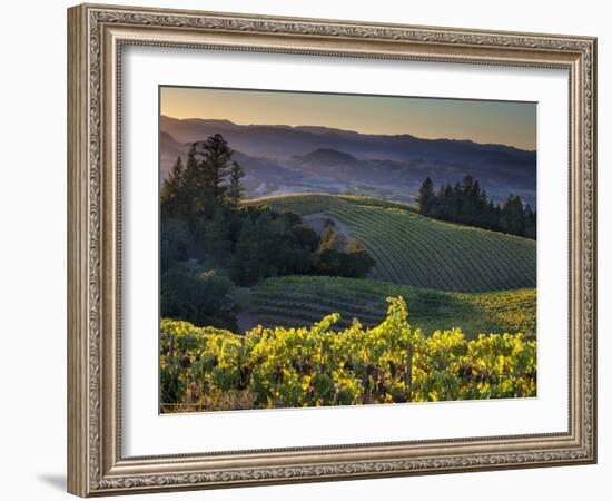 Healdsburg, Sonoma County, California: Vineyard and Winery at Sunset-Ian Shive-Framed Premium Photographic Print