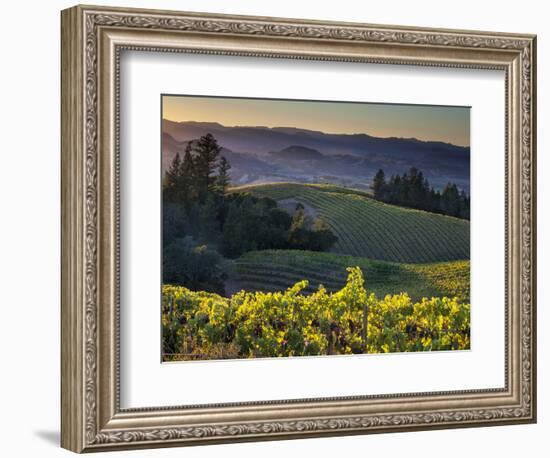 Healdsburg, Sonoma County, California: Vineyard and Winery at Sunset-Ian Shive-Framed Premium Photographic Print