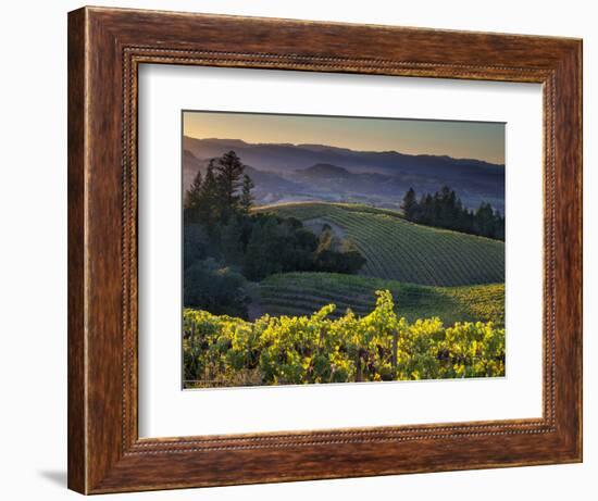 Healdsburg, Sonoma County, California: Vineyard and Winery at Sunset-Ian Shive-Framed Premium Photographic Print
