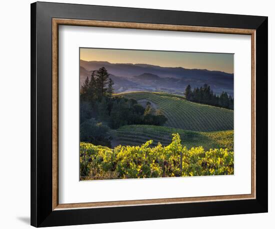 Healdsburg, Sonoma County, California: Vineyard and Winery at Sunset-Ian Shive-Framed Premium Photographic Print