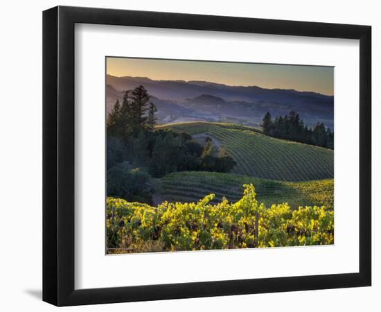 Healdsburg, Sonoma County, California: Vineyard and Winery at Sunset-Ian Shive-Framed Premium Photographic Print