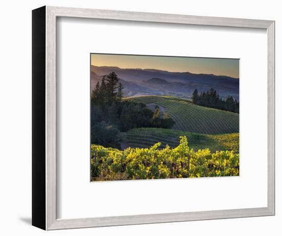 Healdsburg, Sonoma County, California: Vineyard and Winery at Sunset-Ian Shive-Framed Premium Photographic Print