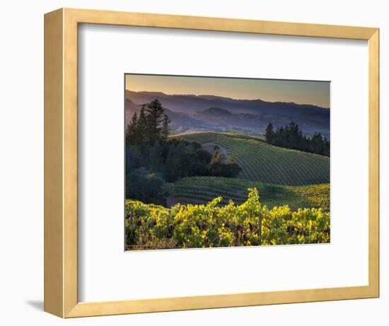 Healdsburg, Sonoma County, California: Vineyard and Winery at Sunset-Ian Shive-Framed Premium Photographic Print