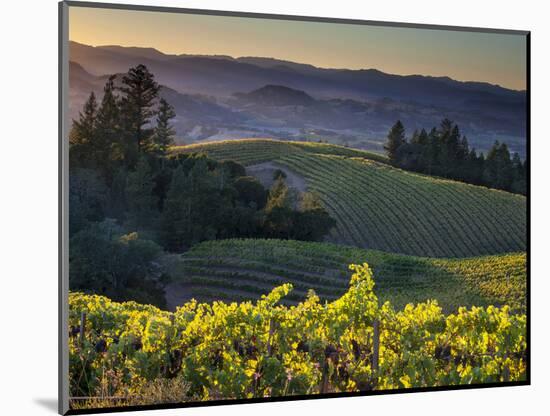 Healdsburg, Sonoma County, California: Vineyard and Winery at Sunset-Ian Shive-Mounted Premium Photographic Print