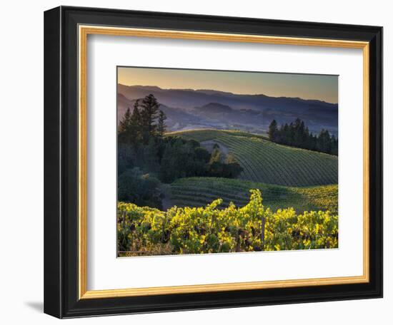 Healdsburg, Sonoma County, California: Vineyard and Winery at Sunset-Ian Shive-Framed Premium Photographic Print